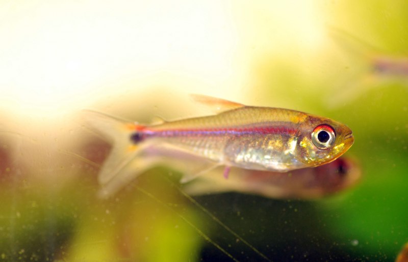 Moenkhausia pittieri