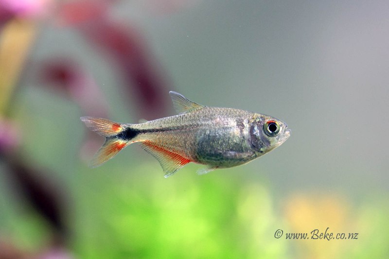 Diplotaxodon argenteus
