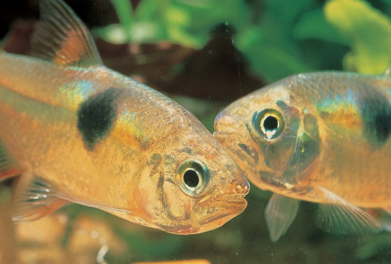 Astyanax bimaculatus