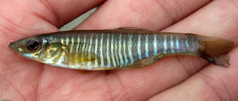 Fundulus heteroclitus