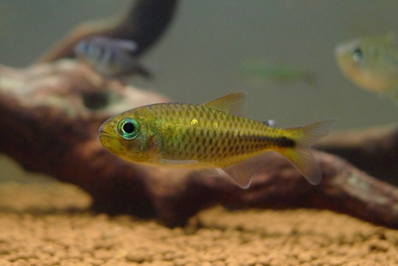 Tanichthys albonubes