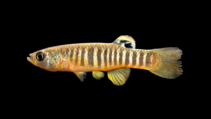 Banded Killifish Fundulus diaphanus