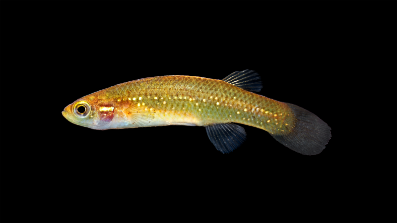 Triportheus rotundatus фото