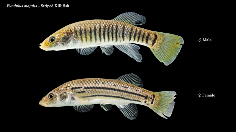 Fundulus heteroclitus