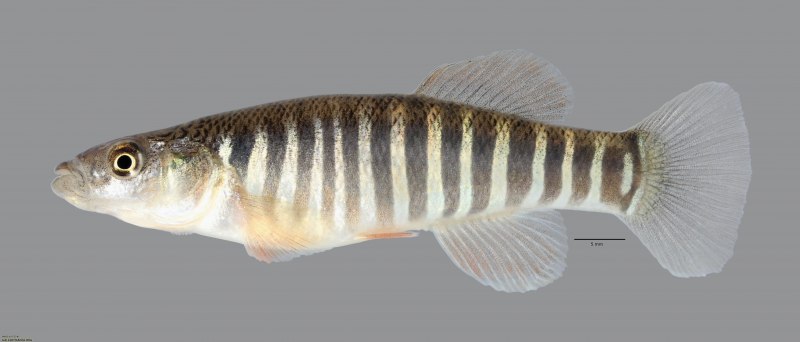 Fundulus heteroclitus