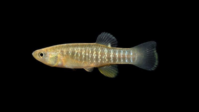 Hyphessobrycon Micropterus