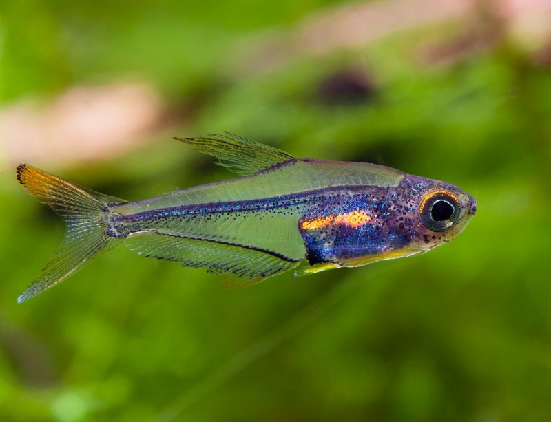 Nothobranchius kafuensis