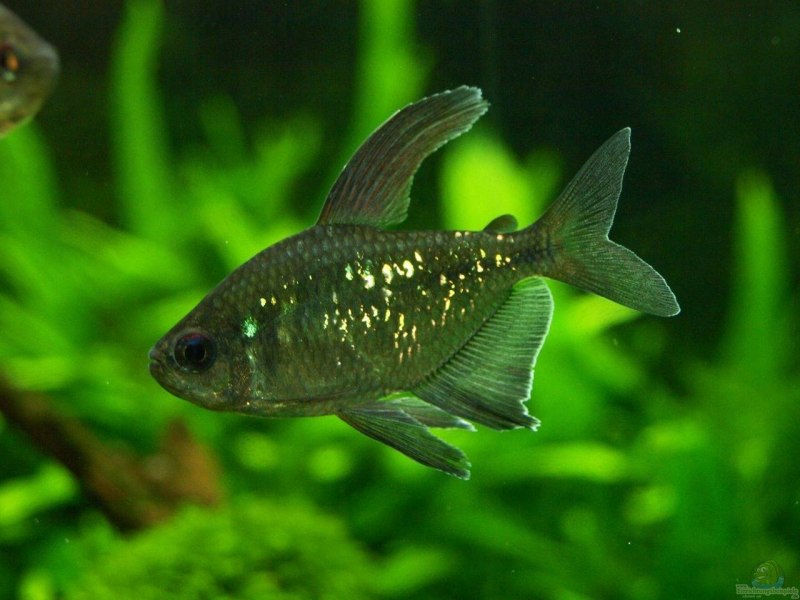 Banded Killifish Fundulus diaphanus diaphanus