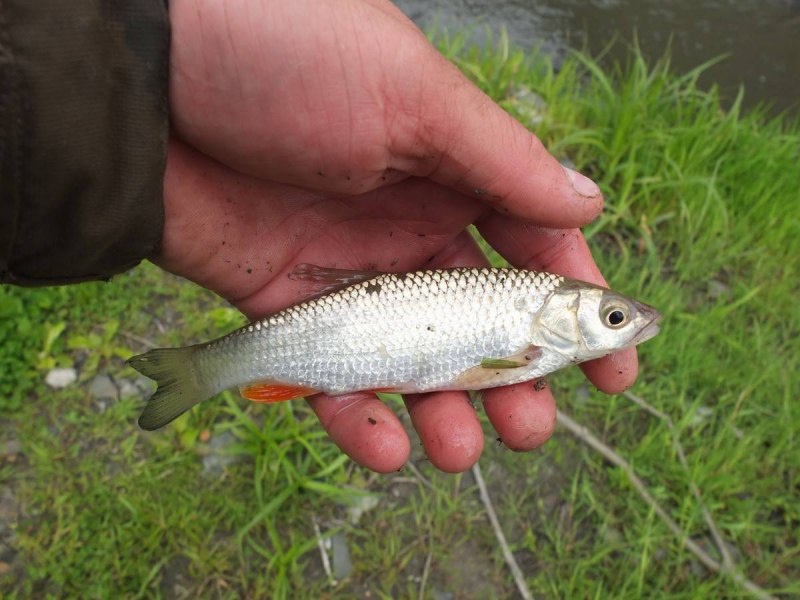Подуст (Chondrostoma Nasus)