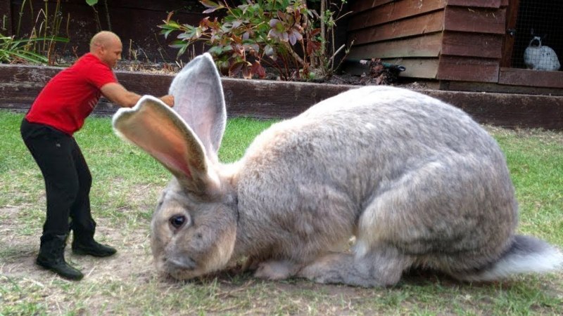 Continental giant Rabbit