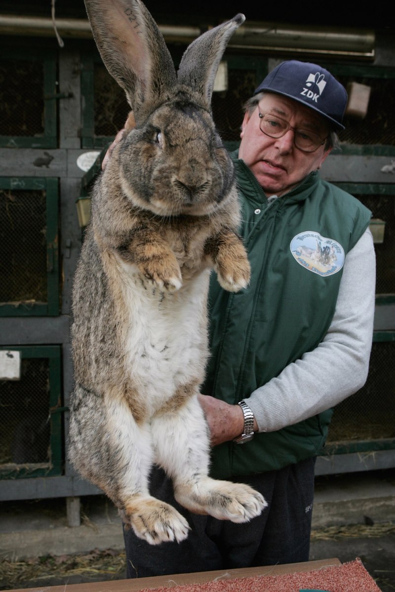 Бельгийский Фландр кролик
