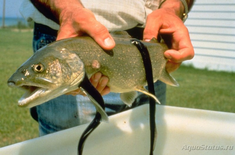 Морская минога (Petromyzon Marinus)
