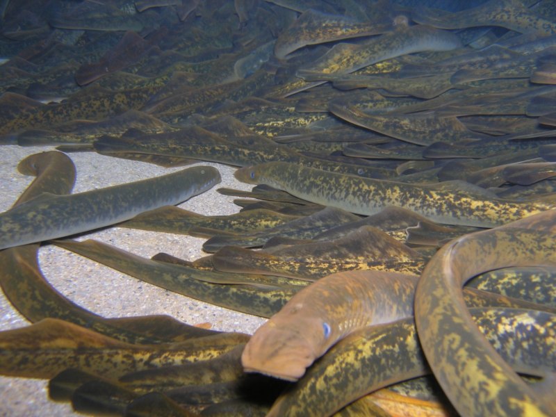 Морская минога (Petromyzon Marinus)