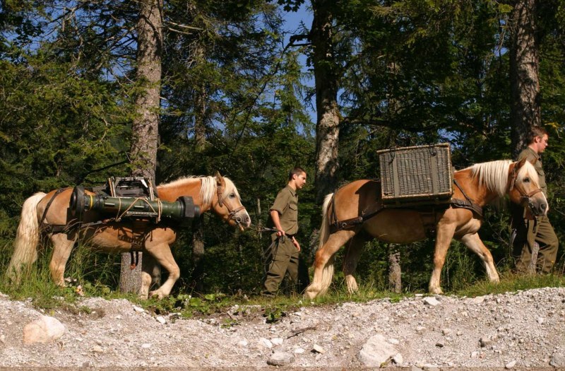 Лошадь с грузом