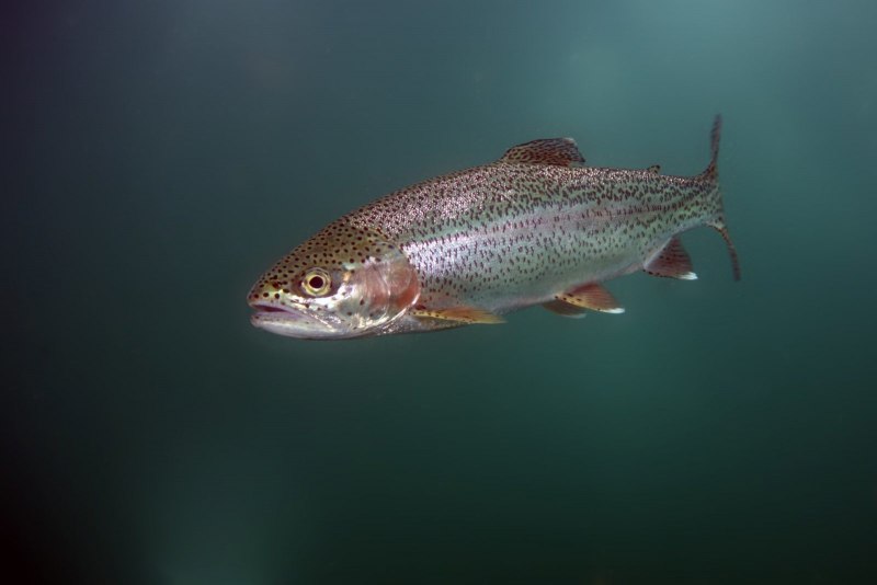 Форель Дональдсона Oncorhynchus mykiss Donaldson