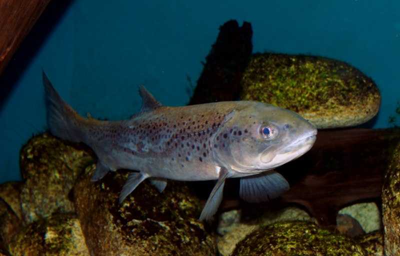 Salmo trutta