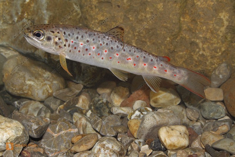 Форель ручьевая – Salmo trutta Morfa fario l.