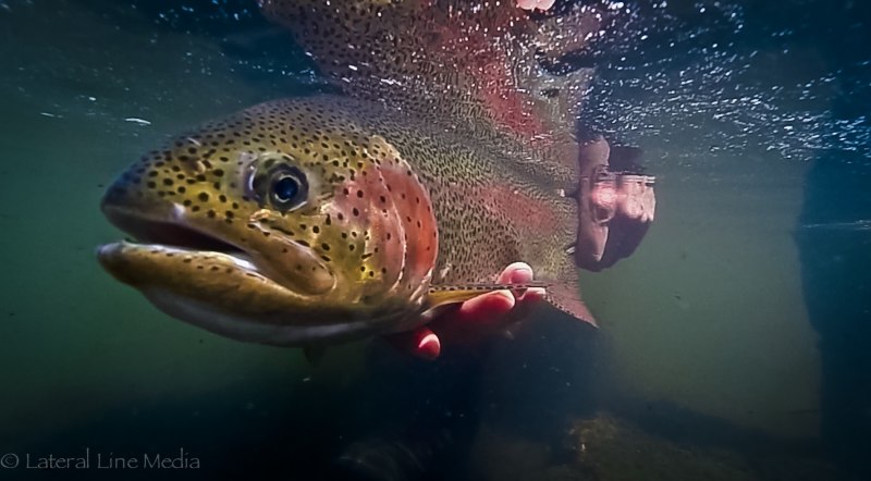 Gila Trout рыба