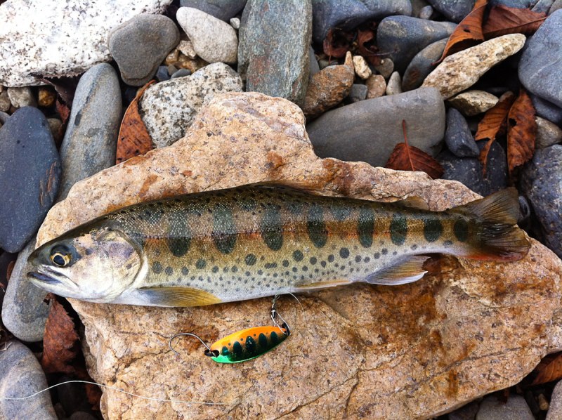 Радужная форель Oncorhynchus mykiss