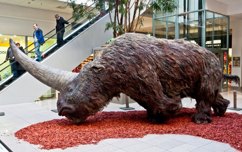 Сибирский Единорог (Elasmotherium)