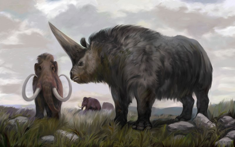 Сибирский Единорог (Elasmotherium)