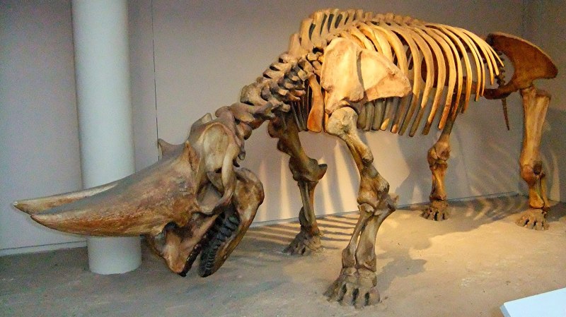 Mega Beasts
