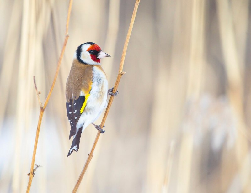 Щегол (Carduelis Carduelis)
