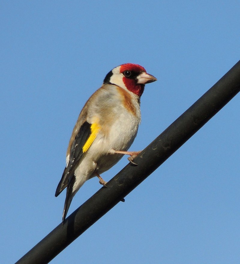 Carduelis Carduelis