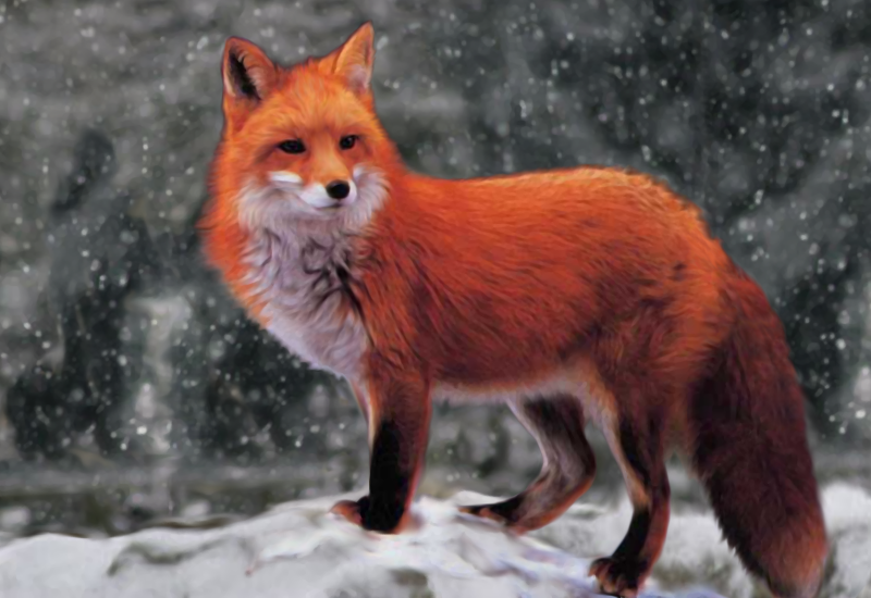 Обыкновенная лисица (Vulpes Vulpes)