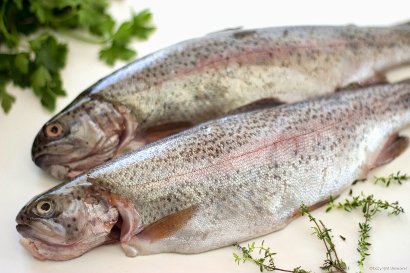 Oncorhynchus aguabonita