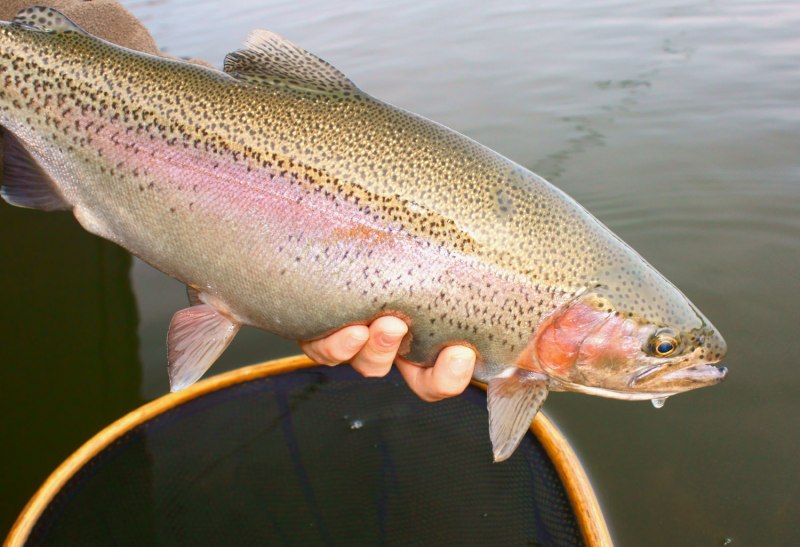 Радужная форель Oncorhynchus mykiss