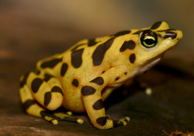 Atelopus zeteki