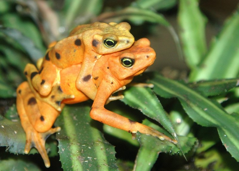 Ужасный листолаз (phyllobates terribilis)
