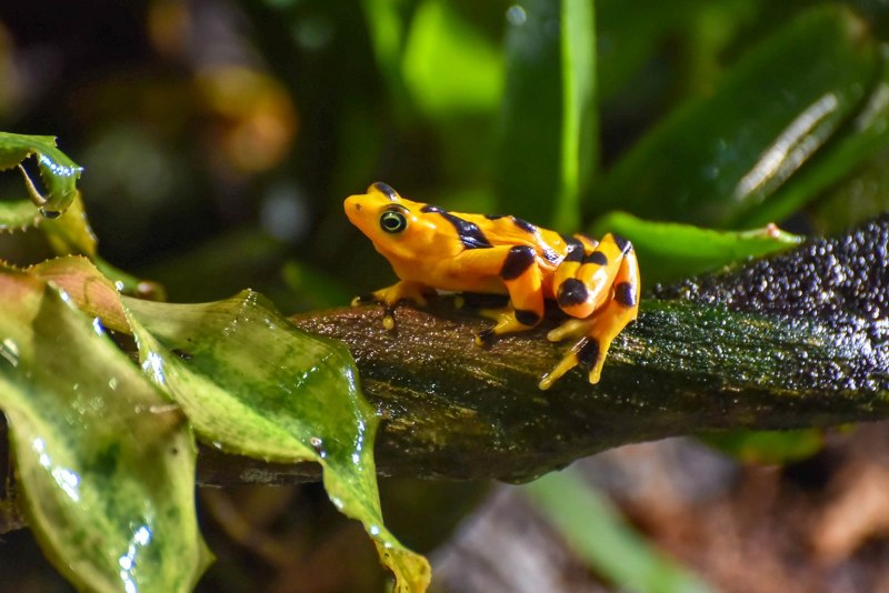 Golden Frog жаба