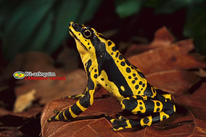 Golden Frog жаба