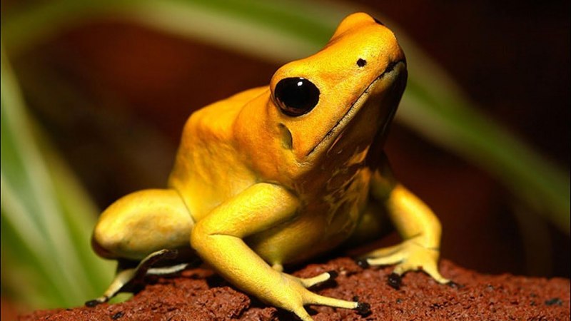 Allocyttus verrucosus
