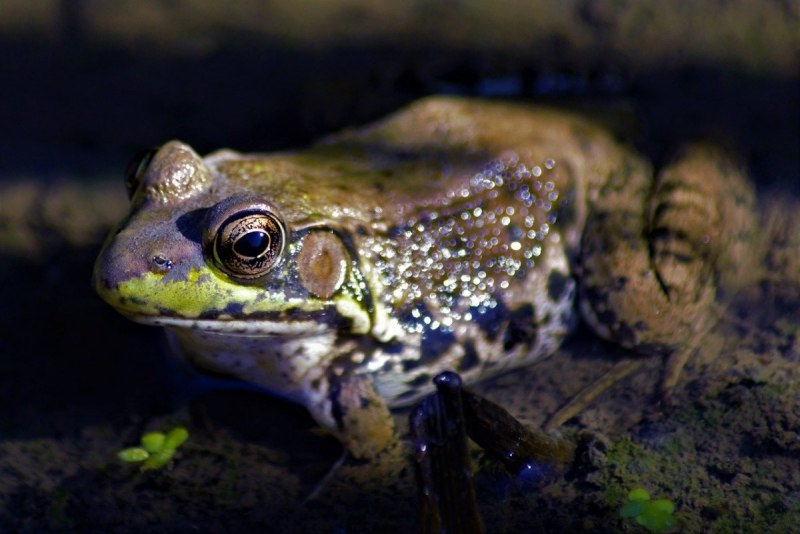 Anura (ecaudata) illustration