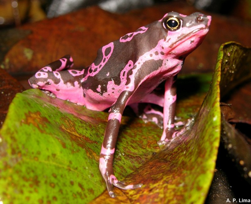 Golden Poison Dart Frog