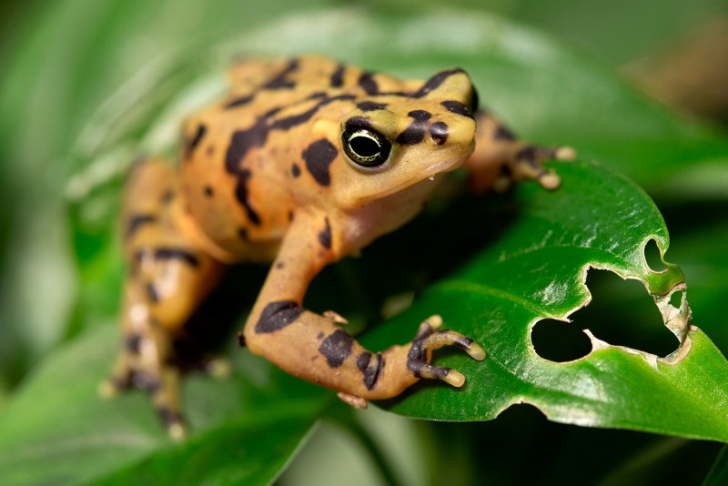 Лягушка Litoria Aurea