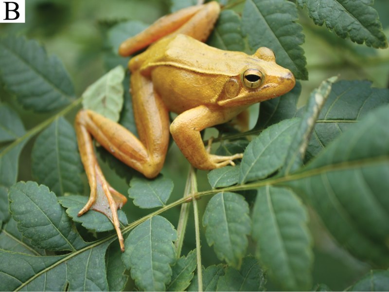 Trinycteris nicefori