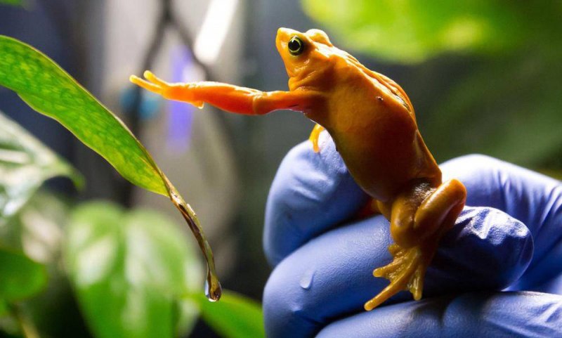 Жаба вида Atelopus ebenoides