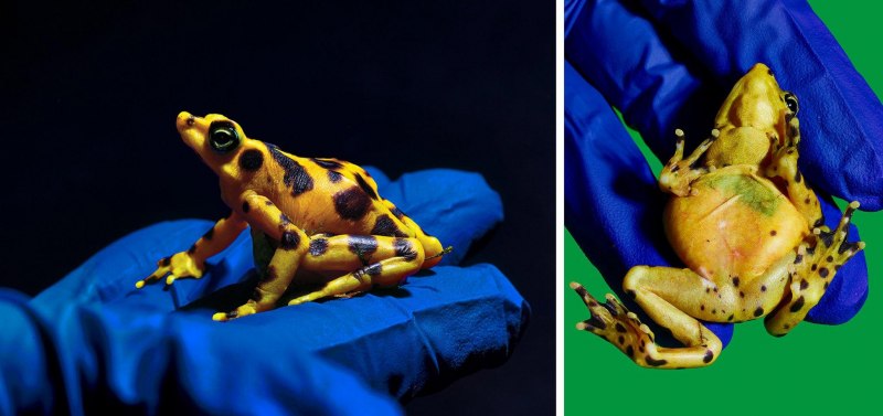 Atelopus orcesi