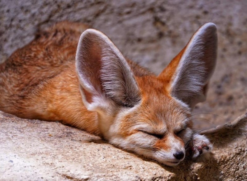 Fennec Saffron охотница