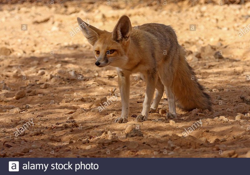 Песчаная лисица Vulpes rueppellii