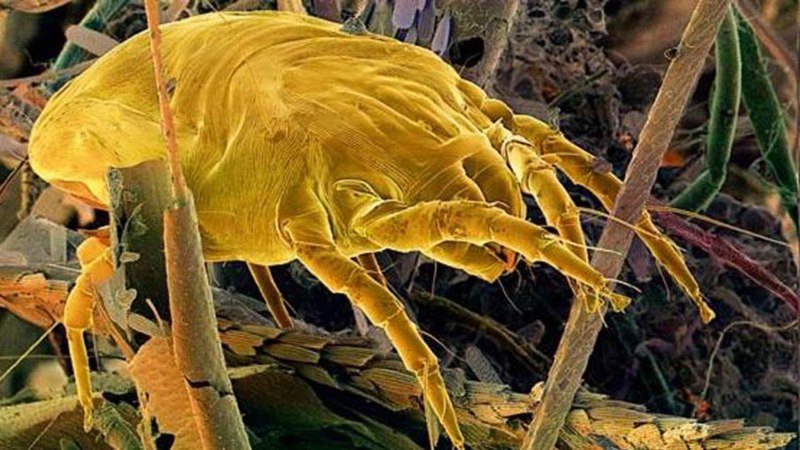 Клещ Dermatophagoides pteronyssinus