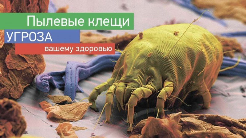 Пылевой клещ под микроскопом