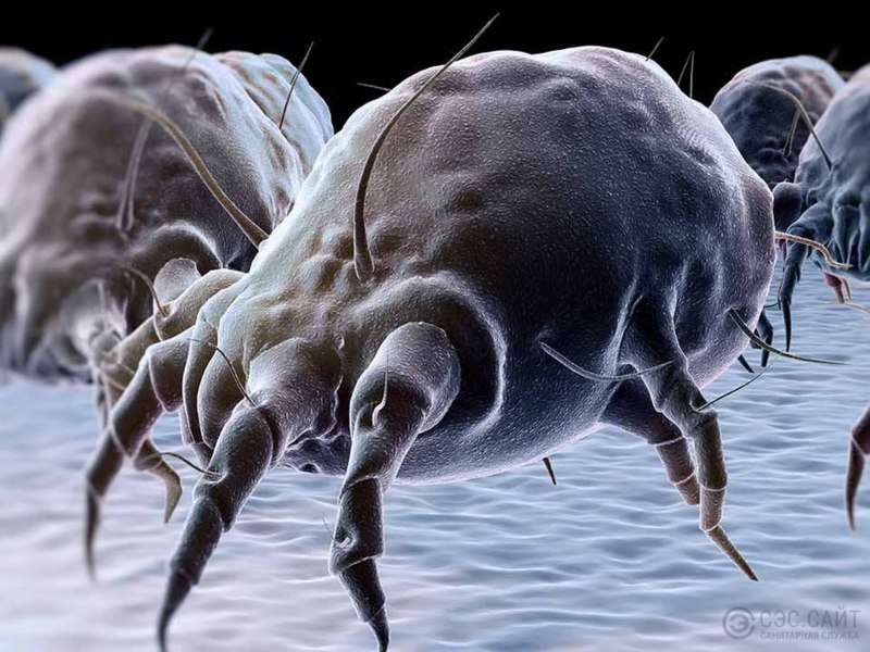 Клещ Dermatophagoides