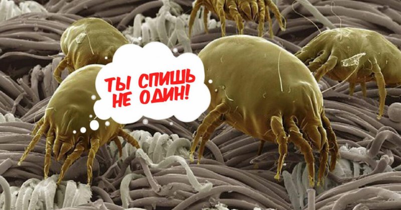Пылевые клещи постельное