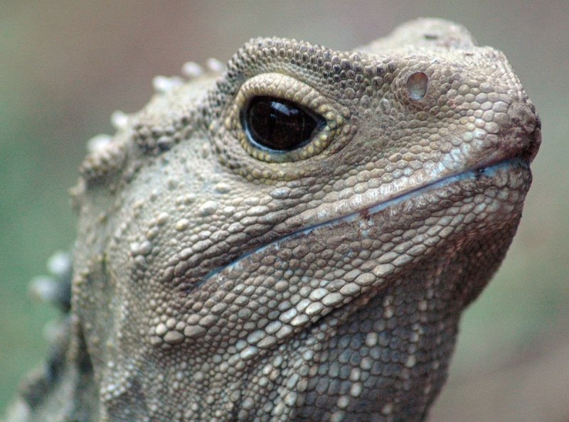 Гаттерия Sphenodon punctatus