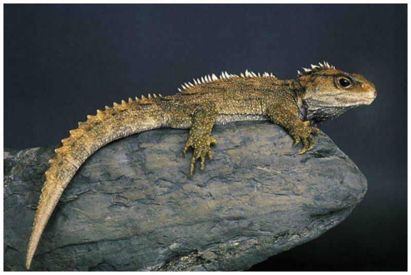 Гаттерия Sphenodon punctatus
